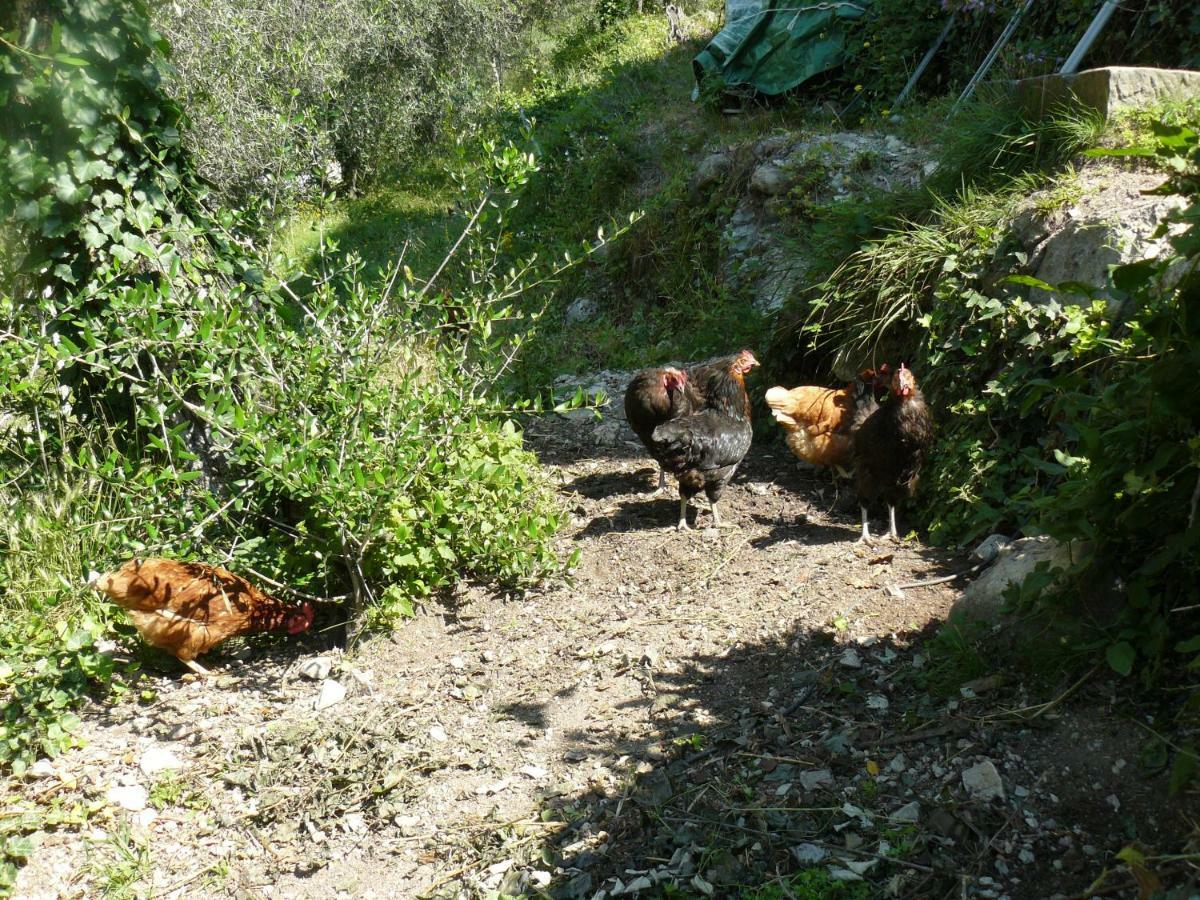 La Ferme Des Cailletiers Chez Marco Villa Lucéram Exterior photo